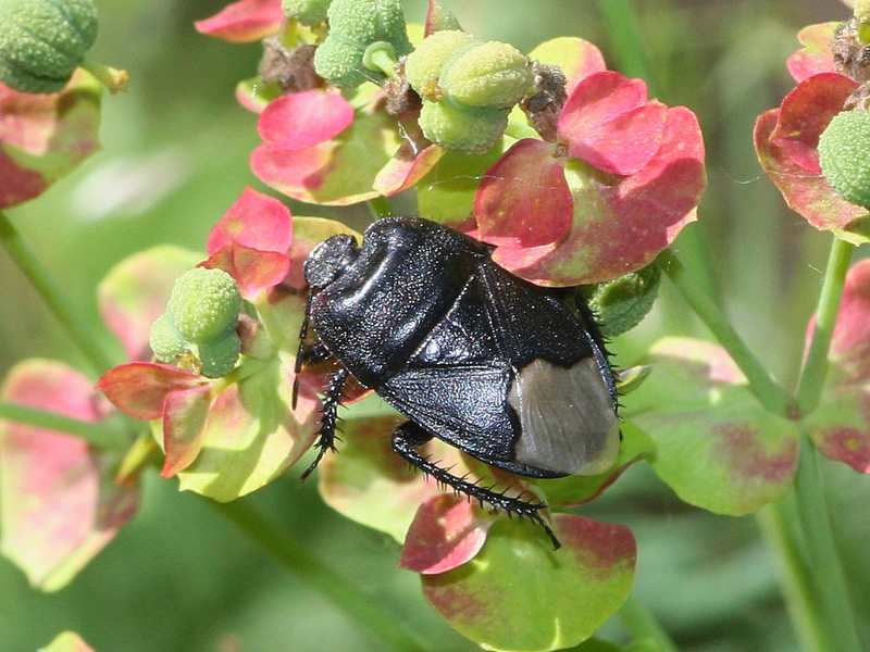 Pentatomidae nero?   No, Cydnidae: Cydnus aterrimus